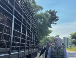 DKPP Pamekasan Bentuk Tim Khusus Pantau Kesehatan Hewan Kurban Jelang Idul Adha