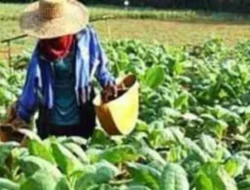 Pemkab Pamekasan Salurkan BLT untuk 22.950 Buruh Tani dan Pabrik Rokok