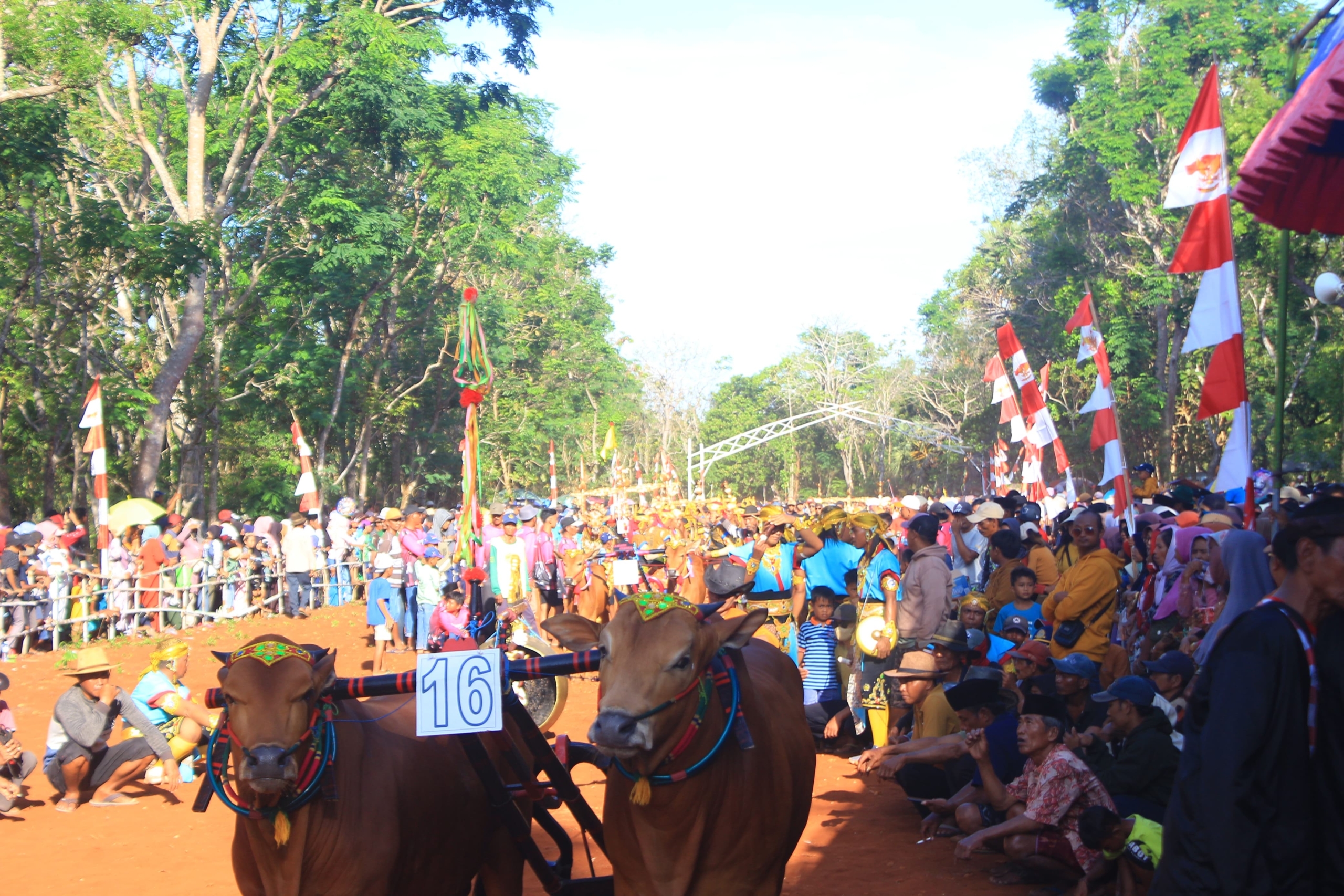 Tradisi Karapan Sapi Hias di Desa Langsar: Warisan Budaya yang Terus Dilestarikan